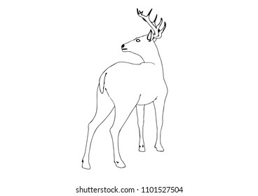 sketch of a deer vector