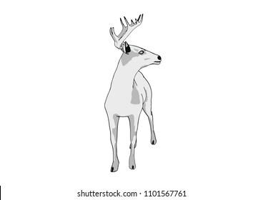 sketch of a deer vector