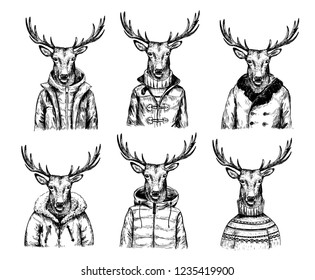 Sketch of deer in winter jacket. Hand drawn vector illustration