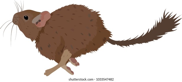 Sketch of Degu rodent pet. Vector Illustration