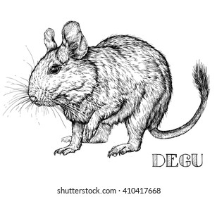 Sketch of Degu rodent pet. Vector Illustration