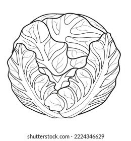 sketch, dense head of cabbage, coloring book, cartoon illustration, isolated object on white background, eps