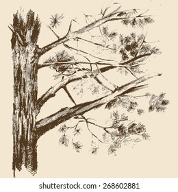 A sketch depicting a pine tree.