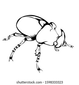 sketch design of beetle on white background. 