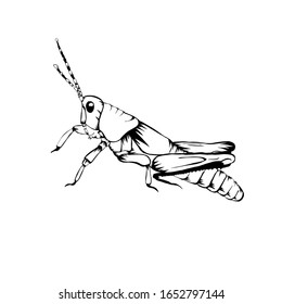 Sketch design of illustration Grasshopper on White background 