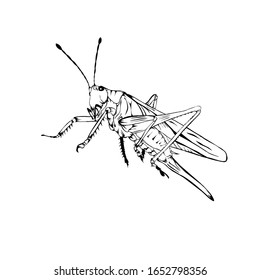 Sketch design of illustration Grasshopper on White background 