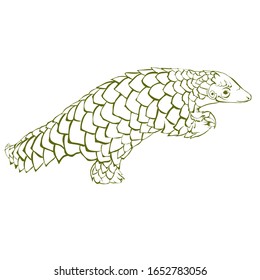 Sketch design of illustration pangolin on White background 