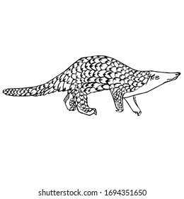 Sketch design of illustration pangolin on White background 