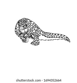 Sketch design of illustration pangolin on White background 