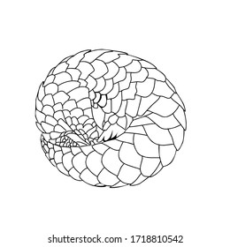 Sketch design of illustration pangolin on White background 