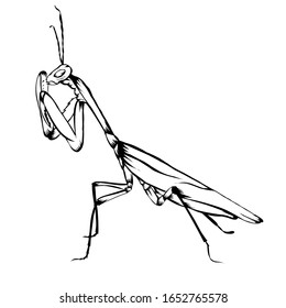 Sketch Design Of Illustration Praying Mantis On White Background 