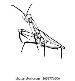 Sketch Design Illustration Termite On White Stock Vector (Royalty Free ...