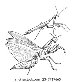 Sketch design of illustration Praying mantis on White background.