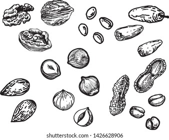 Sketch of different kinds of nuts. Vector illustration with isolated kernels collection. Realistic outline icons use for logo, emblem creation or recipe of vegetarian nutrition.