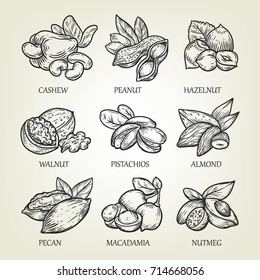 Sketch of different kinds of nuts. Vector illustration with isolated kernels collection. Realistic outline icons use for logo, emblem creation or recipe of vegetarian nutrition.