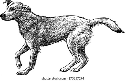 sketch of dog