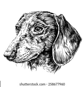 Sketch of Dog Dachshund. Vector Illustration