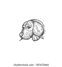 sketch of dog. engraved dog.
