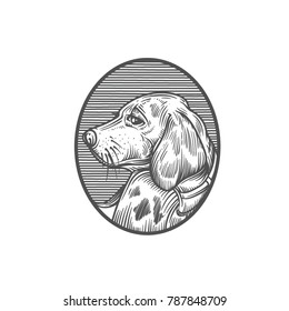 sketch of dog. engraved dog. dog beagle
