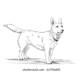 Sketch of dog, Hand drawn illustration, Line art