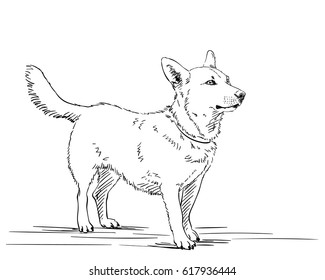 Sketch of dog, Hand drawn illustration, Line art