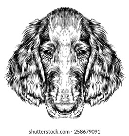 Sketch of Dog Irish Setter. Vector Illustration