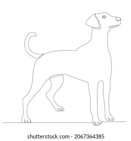 sketch dog line drawing, vector