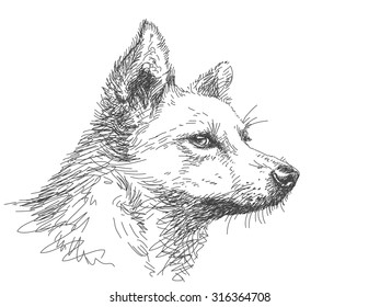 Sketch of dog muzzle, Hand drawn vector illustration