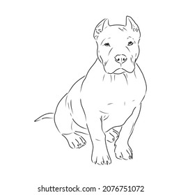 Sketch of Dog Pit bull terrier. Vector Illustration