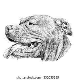 Sketch of Dog Pit bull terrier. Vector Illustration