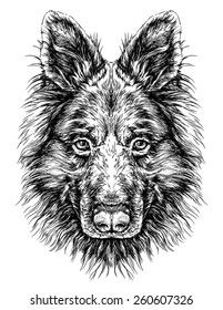 Sketch of Dog Shepherd. Vector Illustration