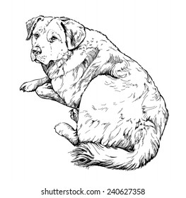 Sketch of dog. vector illustration.