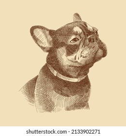 Sketch of the dog's head with the muzzle raised up. Pet, animal, french bulldog. Image for zoo design. Vintage brown and beige card, hand-drawn, vector. Old design. Linear graphics.