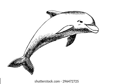 Sketch Dolphin Cartoon Icon Doodle Jumping Vector Hand Drawn On White Board Illustration