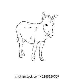Sketch of donkey Hand drawn illustration donkey vector