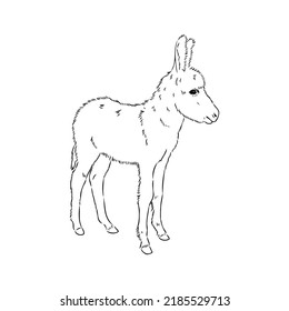 Sketch of donkey Hand drawn illustration donkey vector