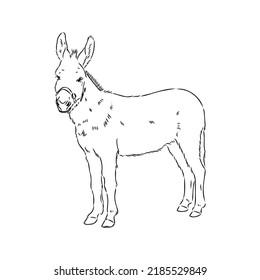 Sketch of donkey Hand drawn illustration donkey vector