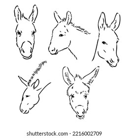 Sketch Of Donkey Hand Drawn Illustration Donkey Vector