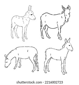 Sketch Of Donkey Hand Drawn Illustration Donkey Vector