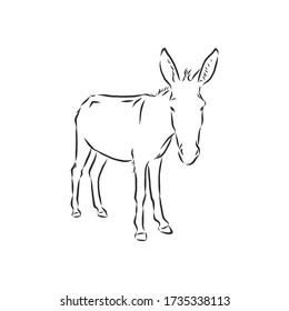 Sketch Donkey. Single Vector Hand Drawn Illustration. donkey, vector sketch illustration