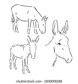 Sketch Donkey. Single Vector Hand Drawn Illustration. donkey, vector sketch illustration