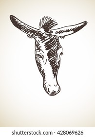 Sketch of donkey's head, Hand drawn illustration