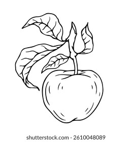 Sketch, doodle apple with leaves. Vector graphics.