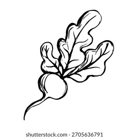 Esboço, rabiscar de um vegetal raiz de beterraba. Gráficos vetoriais.