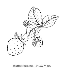 Sketch, doodle of blooming strawberries. Vector graphics.