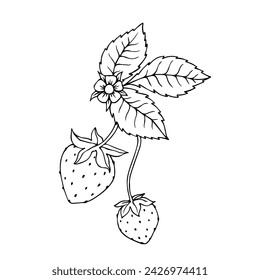 Sketch, doodle of blooming strawberries. Vector graphics.