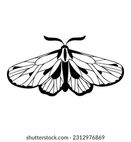 Sketch, doodle butterflies, night moth. Vector graphics.
