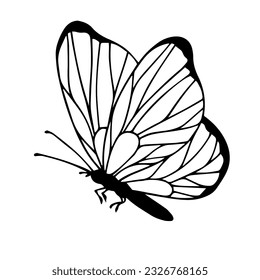 Sketch, doodle butterfly, night moth.Vector graphics.