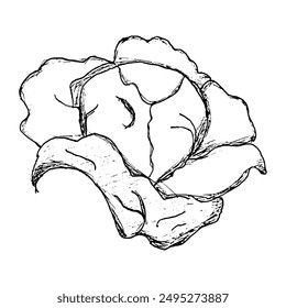 Sketch Doodle of Cabbage on white background. Doodle style. Vector illustration.