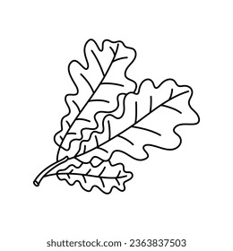 Sketch doodle drawing oak leaves, lace quercus leaf vector illustration isolated on white background